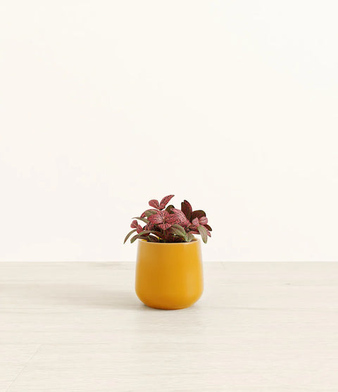 Fittonia Red Nerve