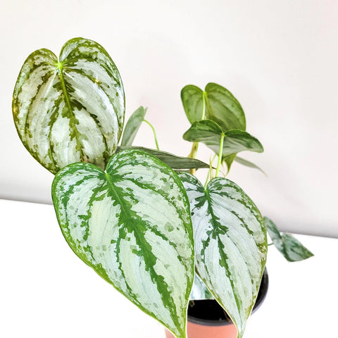 Philodendron Brandtianum - Brandi