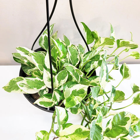 Epipremnum Aureum - Pearls and Jade Pothos