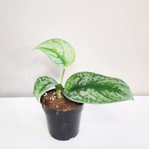 Scindapsus Pictus Exotica - Silver Pothos