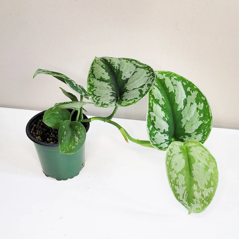 Scindapsus Pictus Exotica - Silver Pothos