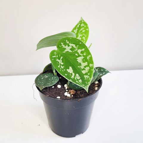 Money Plant Satin - Scindapsus Pictus Argyraeus