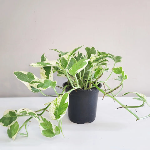 Epipremnum Aureum - Pearls and Jade Pothos