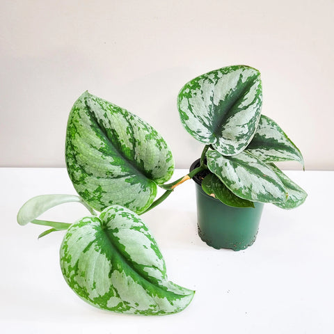 Scindapsus Pictus Exotica - Silver Pothos