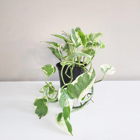 Epipremnum Aureum - Pearls and Jade Pothos
