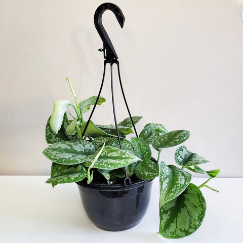 Scindapsus Pictus Exotica - Silver Pothos