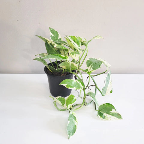 Epipremnum Aureum - Pearls and Jade Pothos