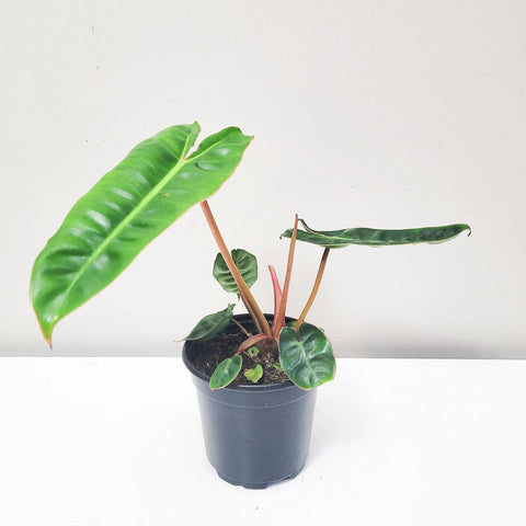 Philodendron Billietiae