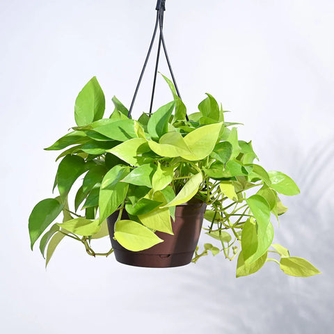 Money Plant Golden