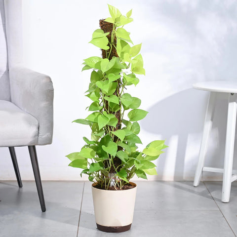 Money Plant Golden XL