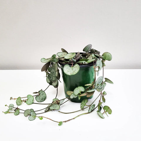 String of Hearts - Silver Glory