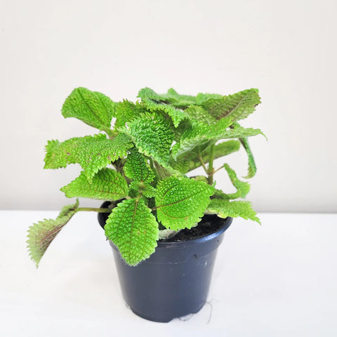 Pilea Mollis