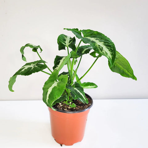 Syngonium Wendlandii