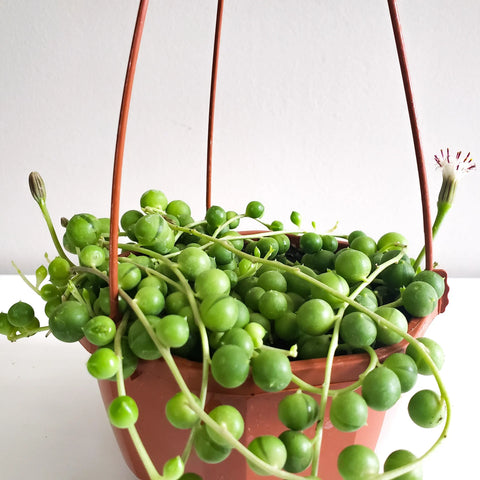 String of Pearls