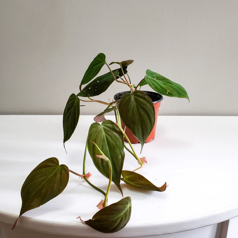 Philodendron Micans