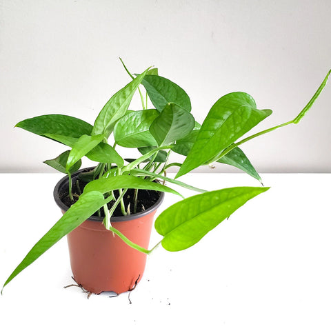 Epipremnum Pinnatum - Cebu Blue Pothos