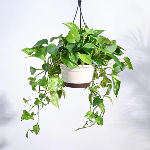 Money Plant Variegated