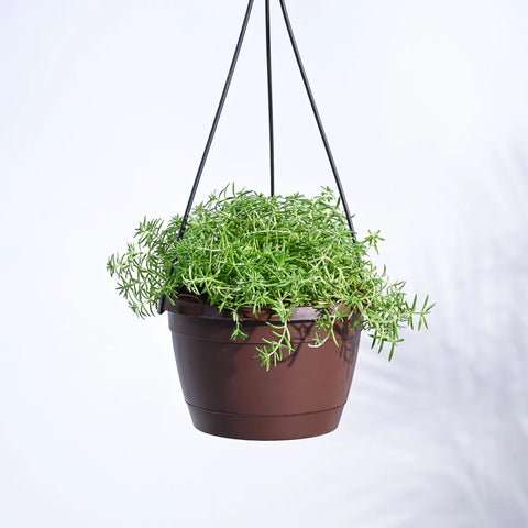 Golden Sedum