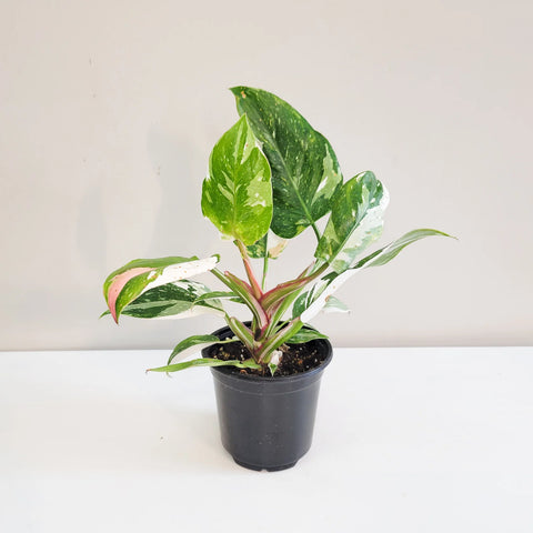 Philodendron White Princess