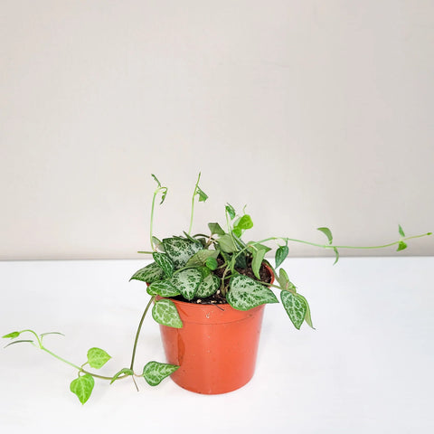Ceropegia Woodii - String of Arrows