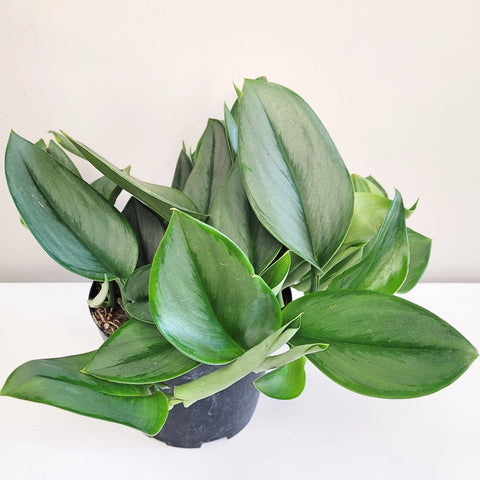 Scindapsus Treubii "Moonlight"