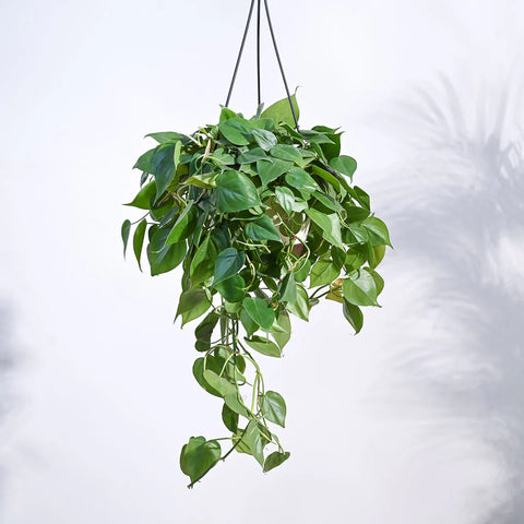 Philodendron Oxycardium Green