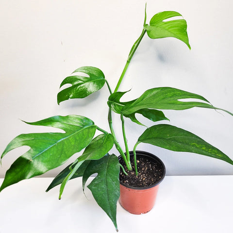 Epipremnum Pinnatum - Baltic Blue Pothos