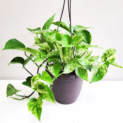 Money Plant Marble