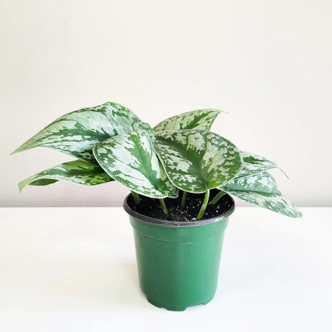 Scindapsus Pictus Exotica - Silver Pothos