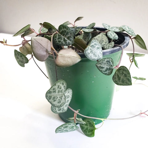 String of Hearts