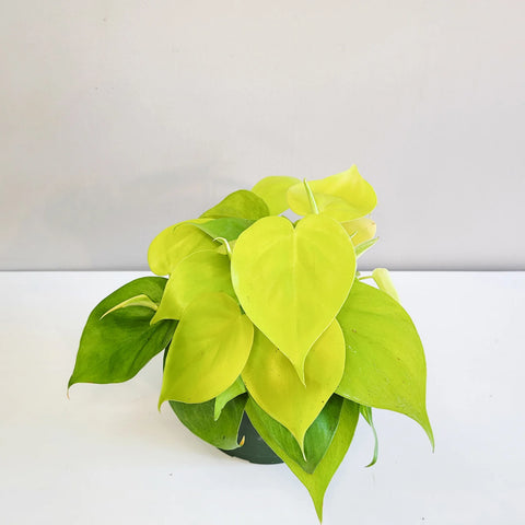 Philodendron Hederaceum - Lemon Lime