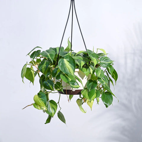 Philodendron Oxycardium Brasil Variegated