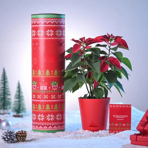 Poinsettia Red