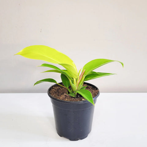 Philodendron Hederaceum 'Moonlight'