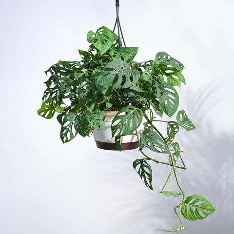 Philodendron Broken Heart