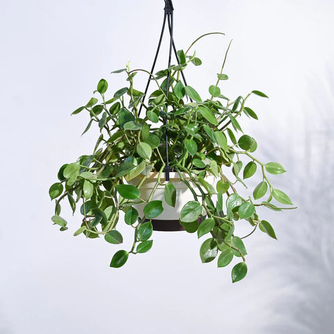 Peperomia Obtusifolia - Green