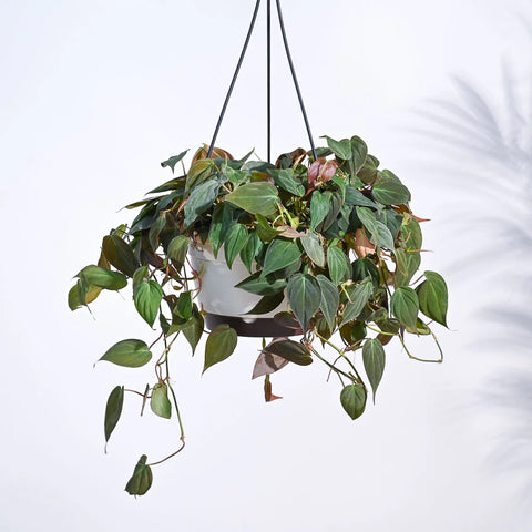 Philodendron Micans