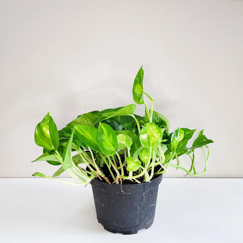 Epipremnum Aureum 'Global Green'