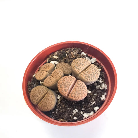 Lithops Fulviceps - Living Stones
