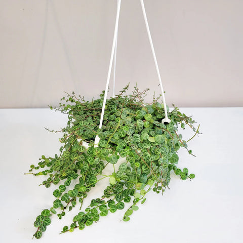 Peperomia Prostrata - String of Turtles