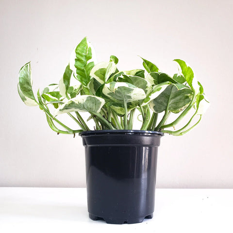 Epipremnum Aureum - Pearls and Jade Pothos