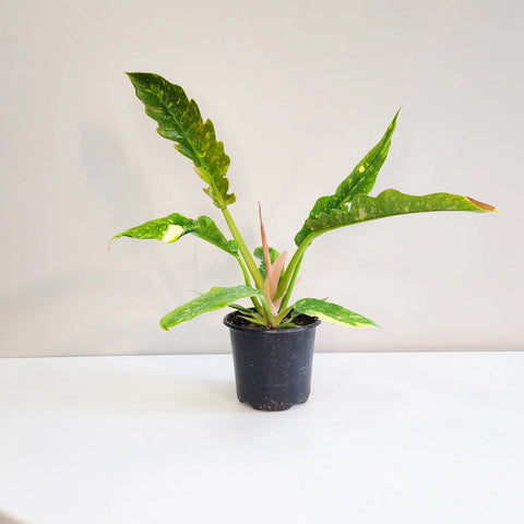 Philodendron Ring of Fire