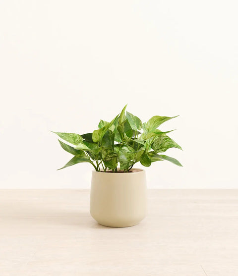 Money Plant Marble