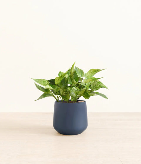 Money Plant Marble