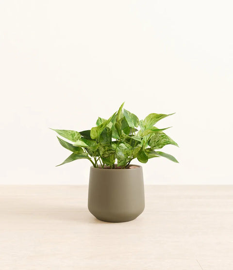 Money Plant Marble