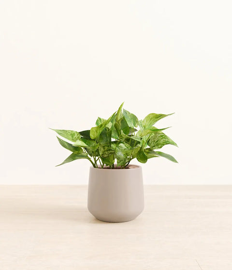 Money Plant Marble