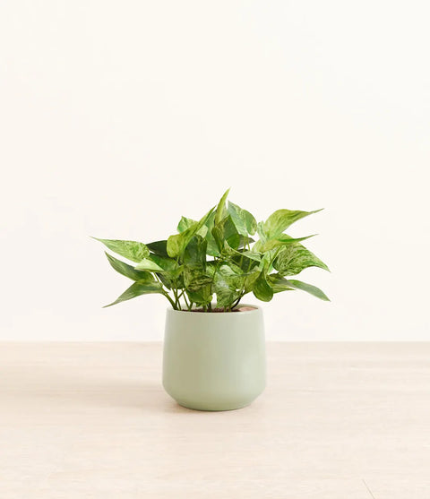 Money Plant Marble