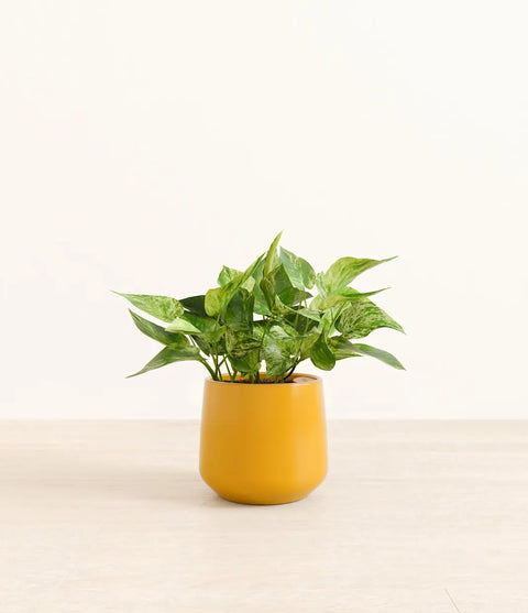 Money Plant Marble
