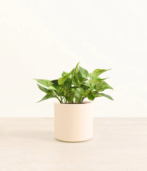 Money Plant Marble
