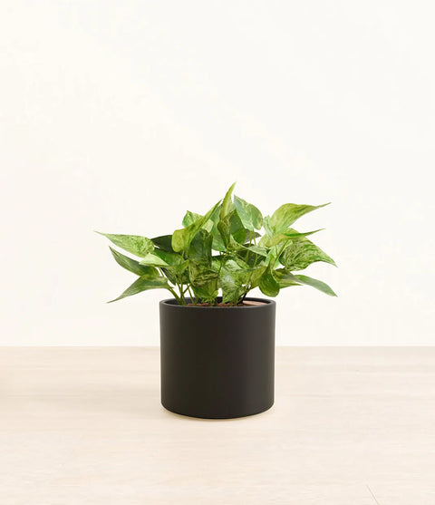 Money Plant Marble